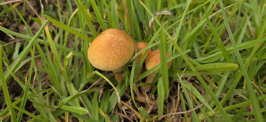 Psilocybe cubensis · March 2026 · photo: © rotceh_dnih (iNaturalist, cc-by)