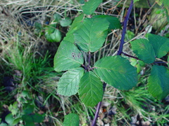 Rubus armeniacus