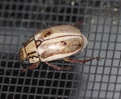 Anoplognathus abnormis