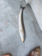 Malacanthus plumieri