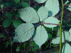 Rubus armeniacus