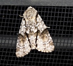 Turnerinycta phaeocosma