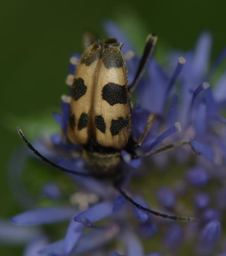 speckled longhorn beetle