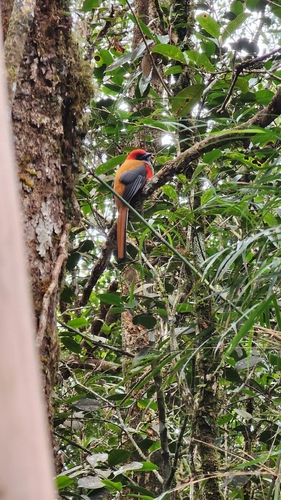 Whitehead's Trogon