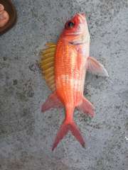 Holocentrus adscensionis