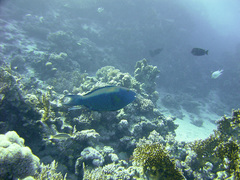 Cetoscarus bicolor