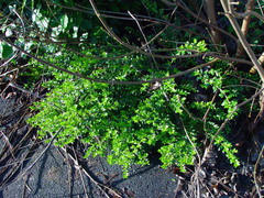 Lonicera ligustrina pileata