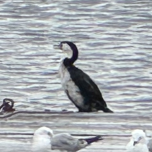 Phalacrocorax varius observed 2026-03-14