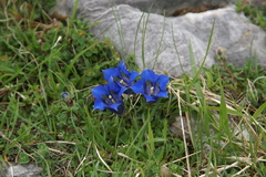 Gentiana occidentalis
