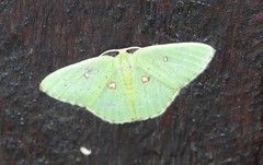 Comostola leucomerata