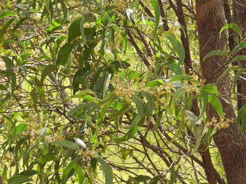 Red Wattle (Acacia flavescens)