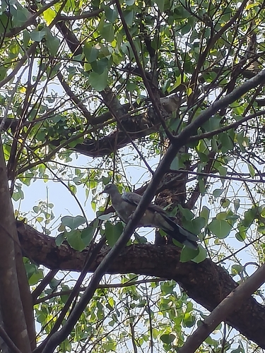 Spotted Dove