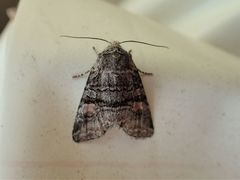 Brachylomia cascadia