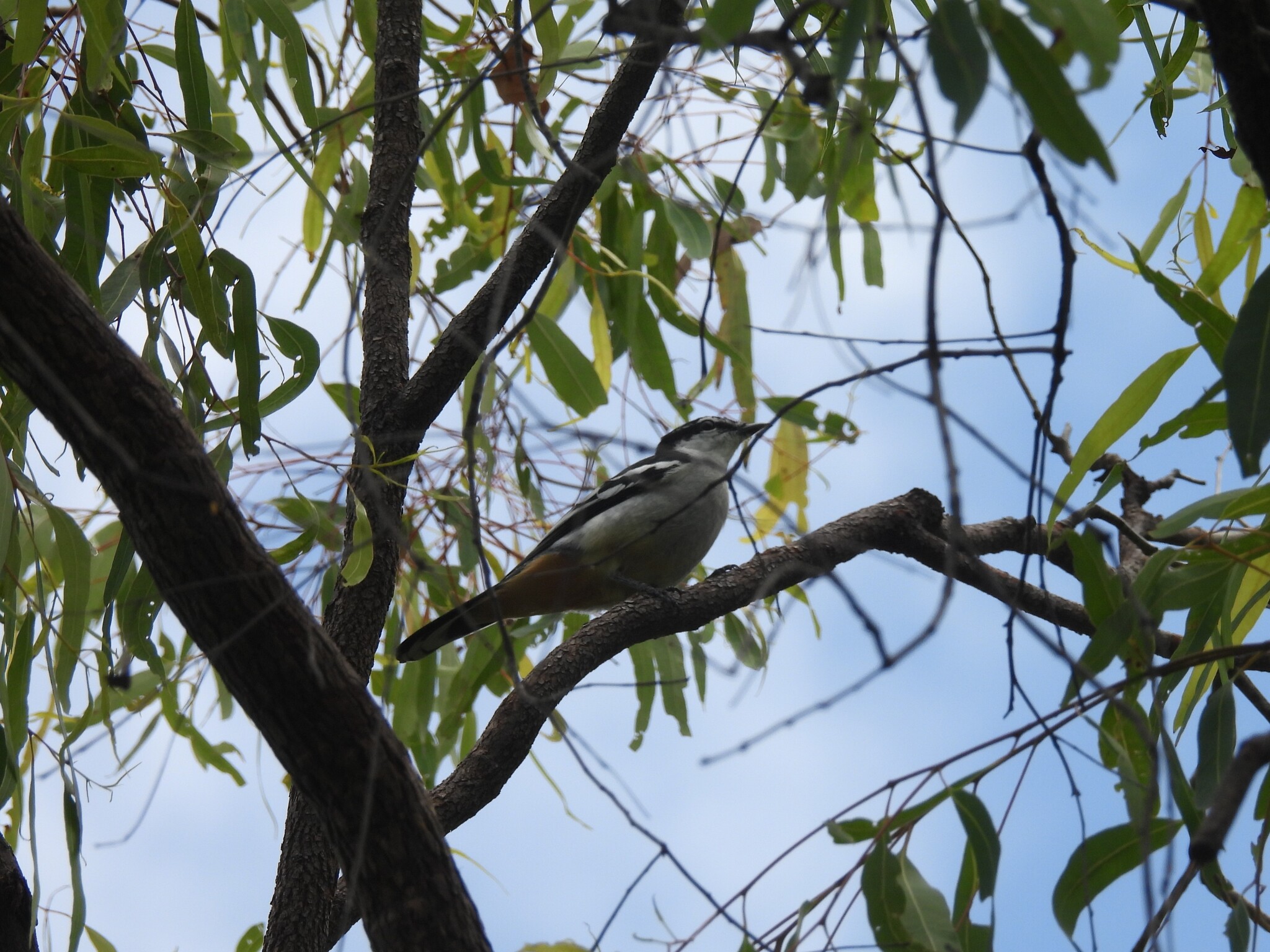 Varied Triller (Lalage leucomela), photo 8