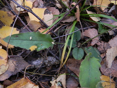 Hieracium sylvularum