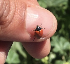 Hippodamia quinquesignata