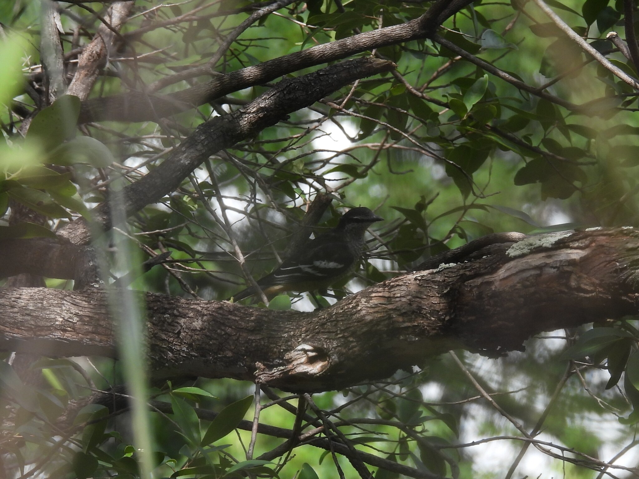 Varied Triller (Lalage leucomela), photo 10