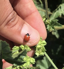 Hippodamia quinquesignata