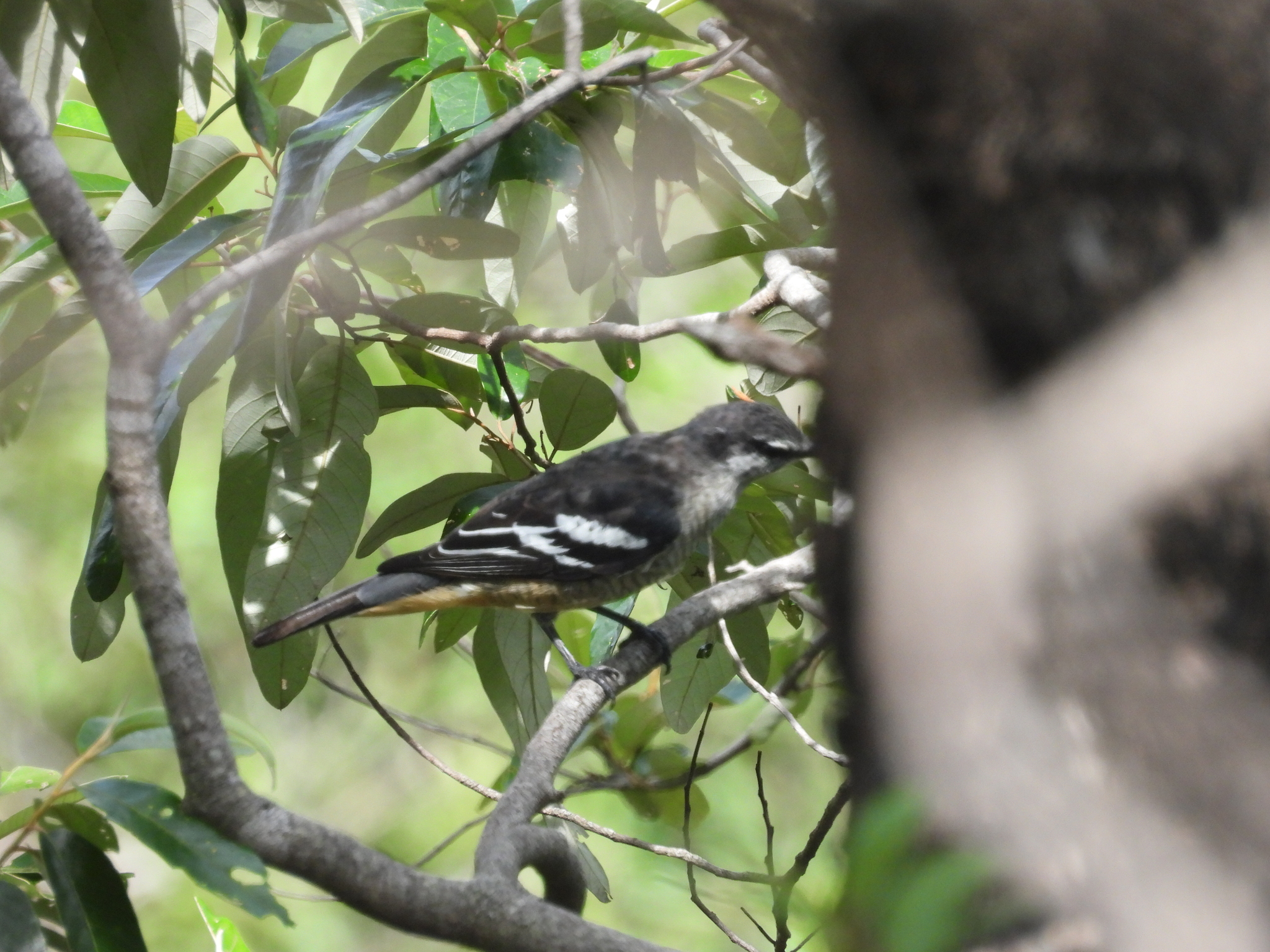 Varied Triller (Lalage leucomela), photo 9
