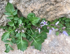 Petromarula pinnata
