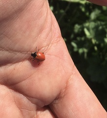 Hippodamia quinquesignata