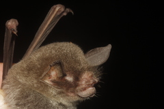 Pteronotus mesoamericanus