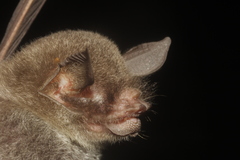 Pteronotus mesoamericanus