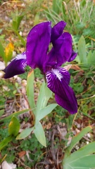 Iris lutescens subbiflora