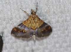 Tetracona amathealis