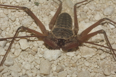 Paraphrynus raptator