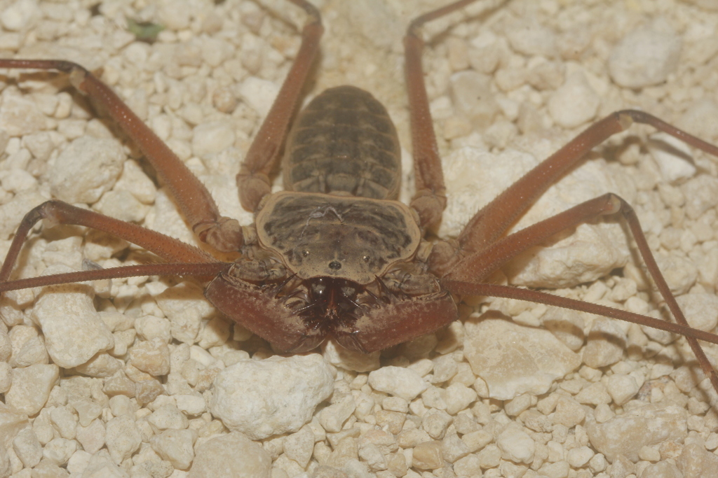 Dusky-handed Tailless Whip Scorpion