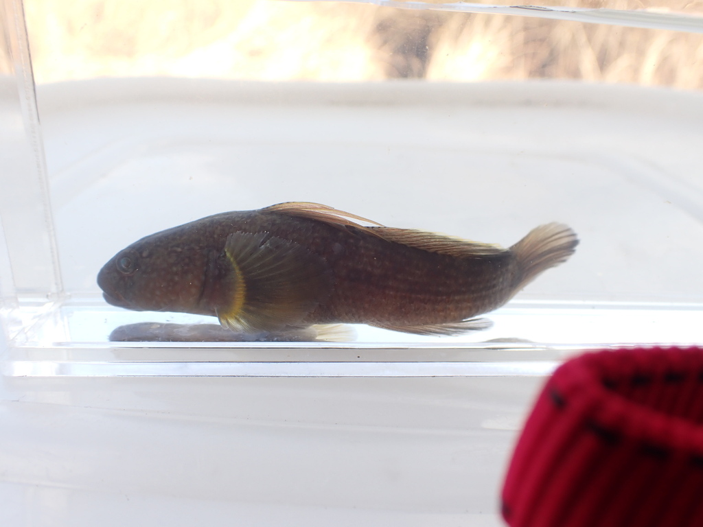 Dusky tripletooth goby (Tridentiger obscurus) — Gobiidae