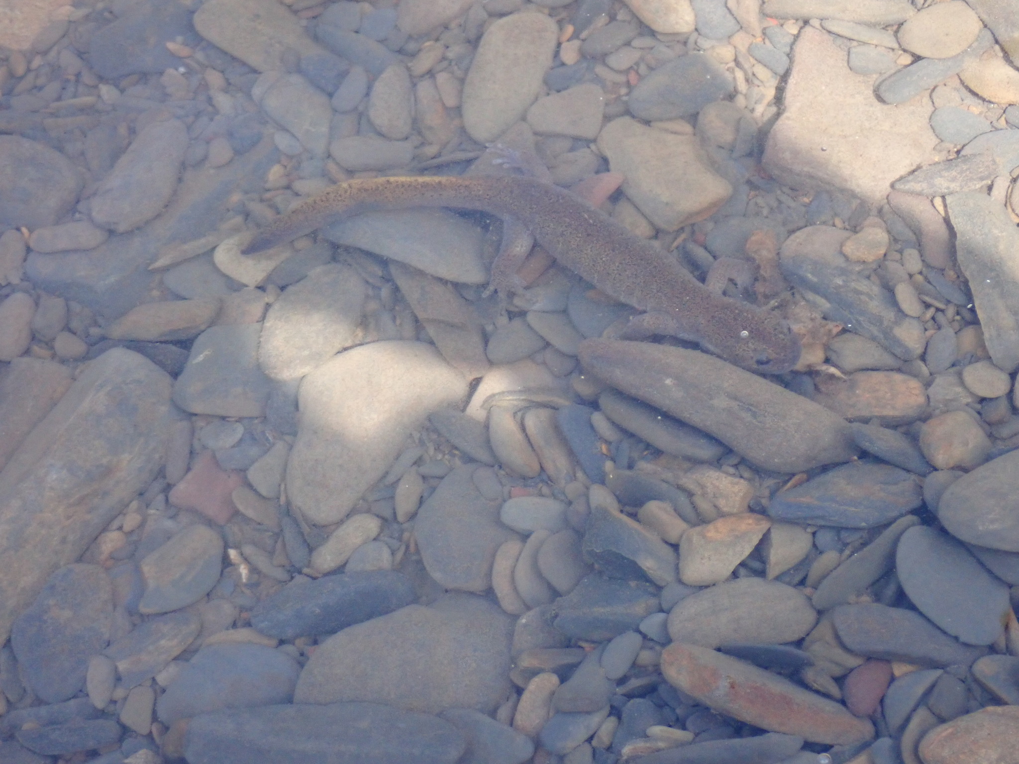 Tsushima Salamander photo 6