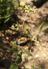 Sphedamnocarpus pruriens pruriens