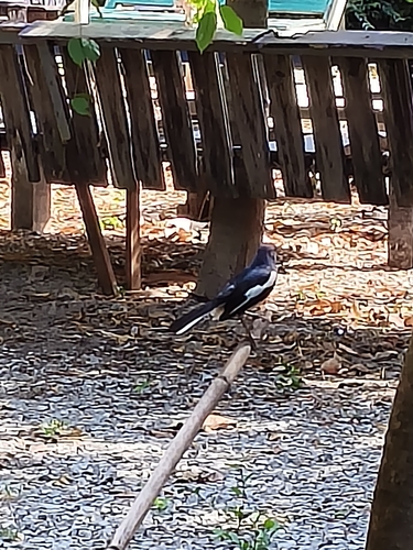 Oriental Magpie-Robin
