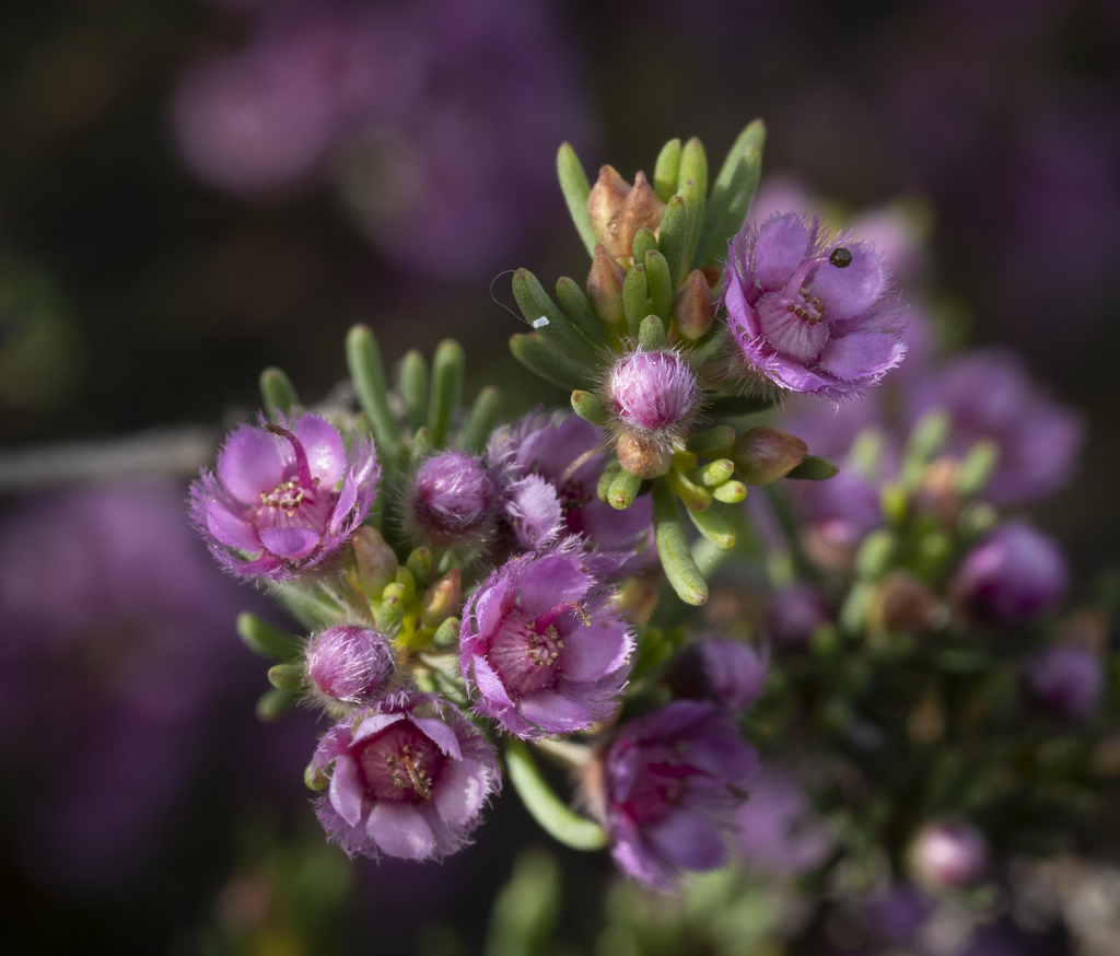 Verticordia sieberi