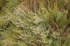 Lotononis lotononoides