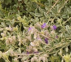 Lotononis lotononoides