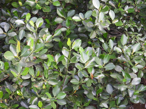 spotted mangrove (Rhizophora stylosa)