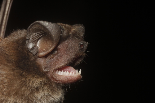 Northern Dwarf Bonneted Bat