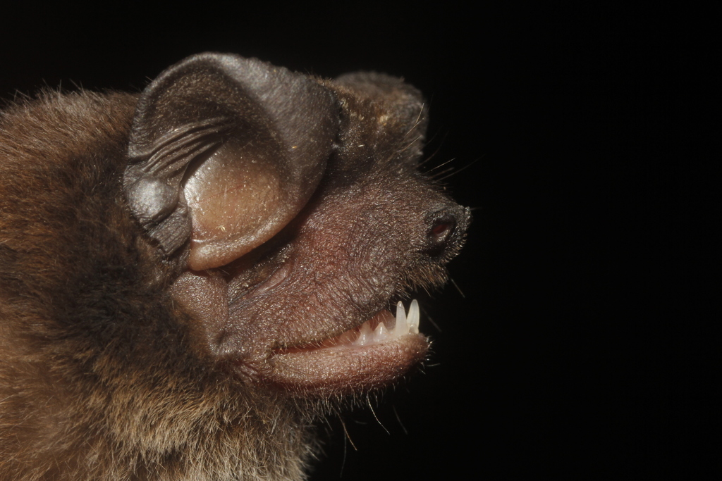 Northern Dwarf Bonneted Bat