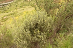Passerina montana