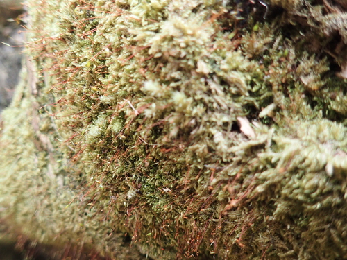 Rhaphidorrhynchium amoenum observed 2025-12-31