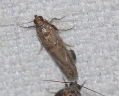Hypargyria metalliferella