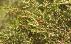 Passerina montana