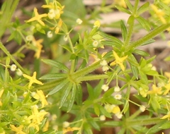 Galium capense
