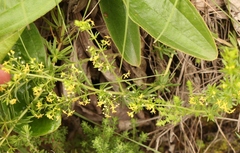 Galium capense