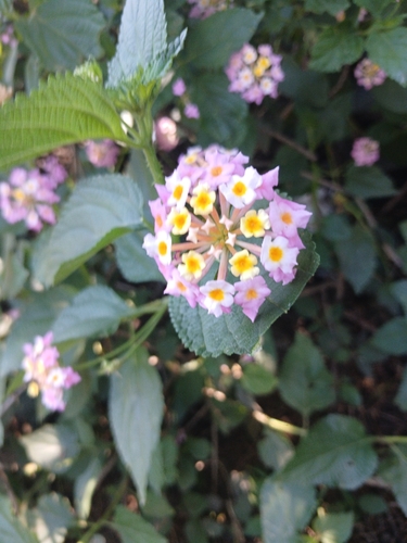 Ternate Lantana