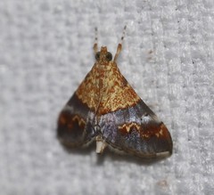 Tetracona amathealis