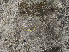 Potentilla arenosa